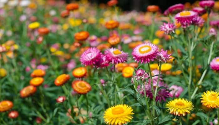 Colorful strawflowers blooming in a meadow.