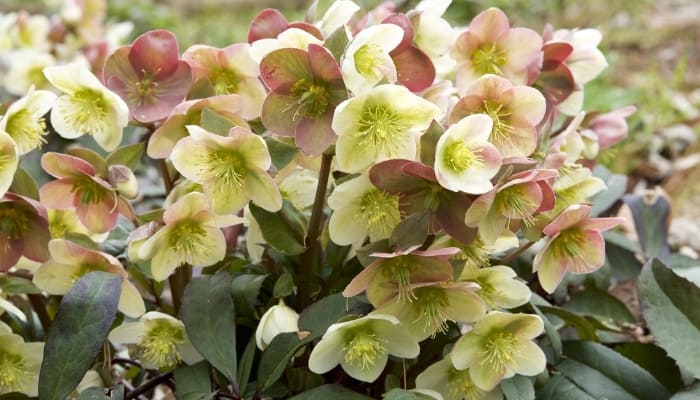 Creamy white and pink Hellebore flowers.