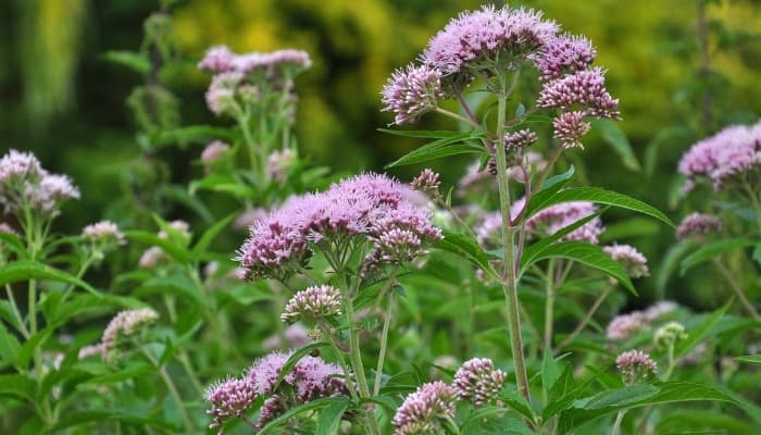 Purple flowers of hemp agrimony.