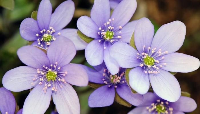 Bluish purple hepatica flowers.