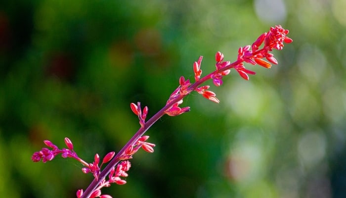 Red flower spike of Hesperaloe parviflora.