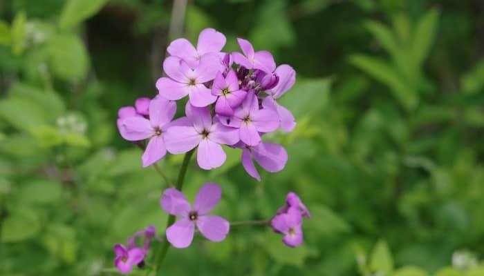 Pretty purple flower of Hesperis matronalis.