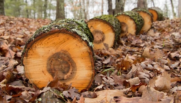 A freshly felled hickory tree cut into small portions.