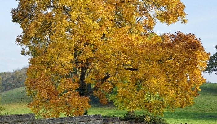 A lovely hickory tree with fall colors growing beside a stone wall.