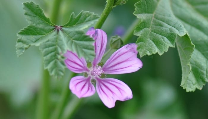 Purple striped flower of high mallow plant.
