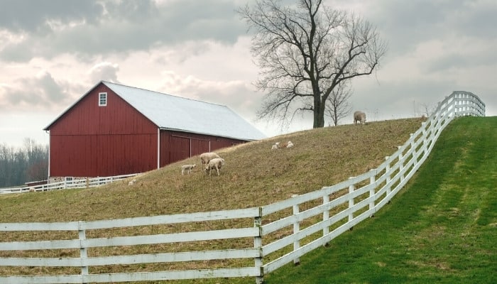 A hilly farm with a white fence, red barn, and several sheep in Wisconsin.