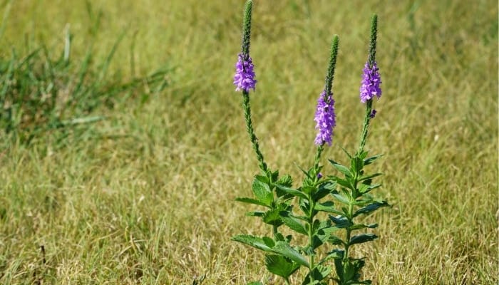 A hoary vervain plant growing wild in a field.