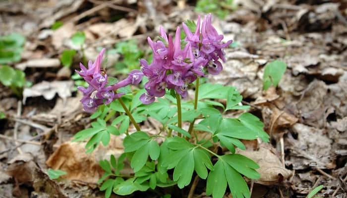 Pretty purple flowers of a wild hollow root plant.