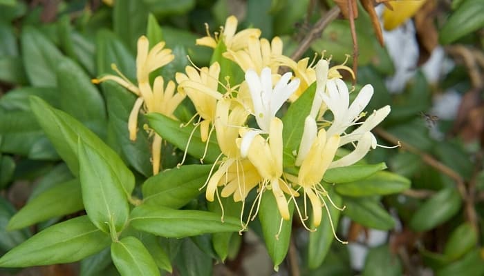 Pretty yellow and white honeysuckle flowers.