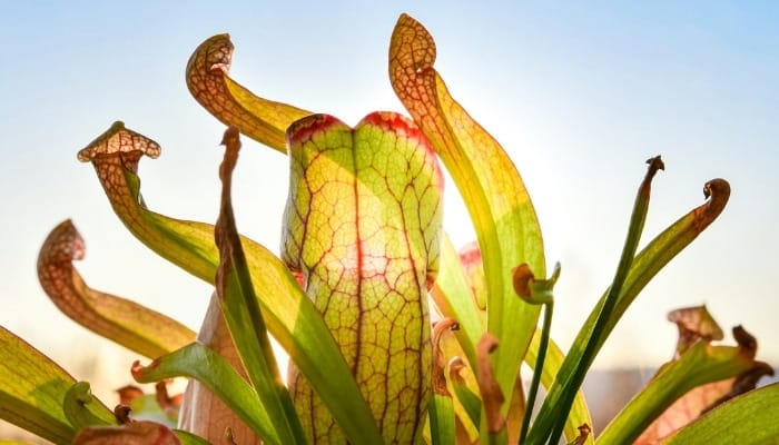 A blooming hooded pitcher plant viewed from below.