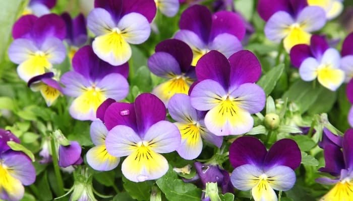 Purple, white, and yellow flowers of the horned violet.