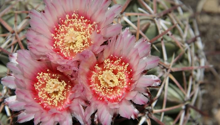 Three large flowers of the horse crippler cactus.