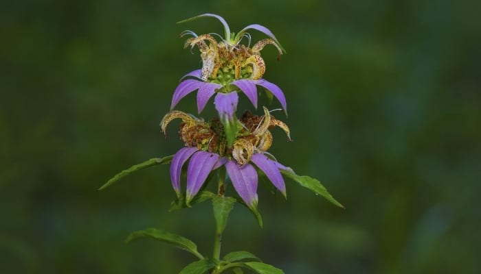 A single flower of the horsemint plant.