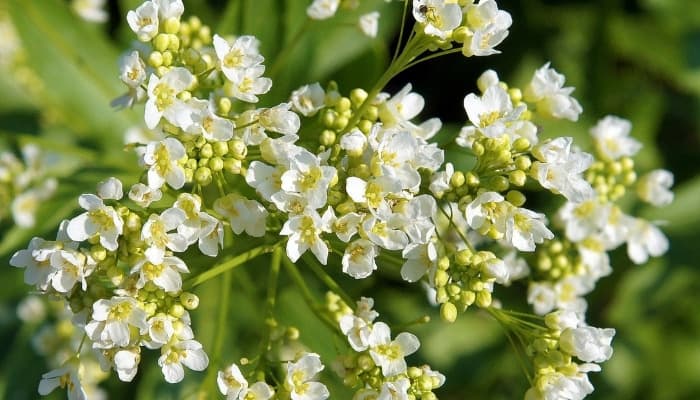 The white flowers of common horseradish.