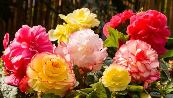 An assortment of hybrid tuberous begonia blooms.