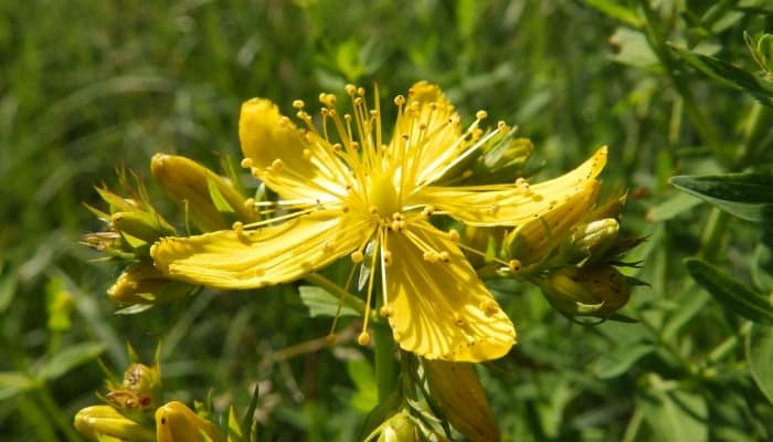 A bright yellow hypericum flower outside.