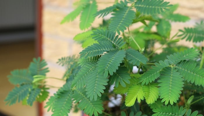 A potted, indoor sensitive plant.