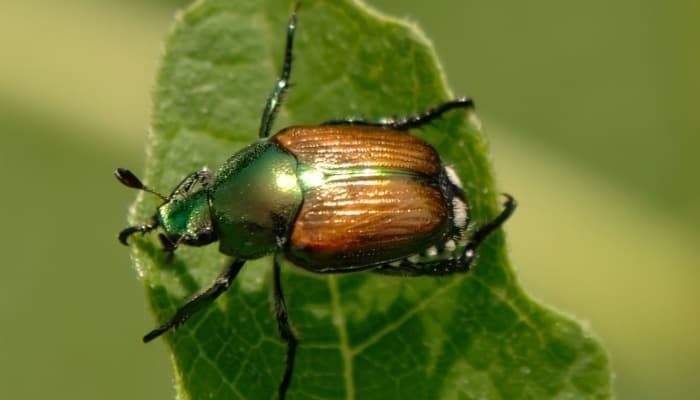 A close look at a Japanese beetle on a leaf.