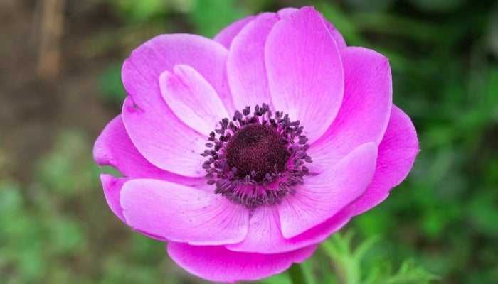 A light-purple flower of the anemone plant.