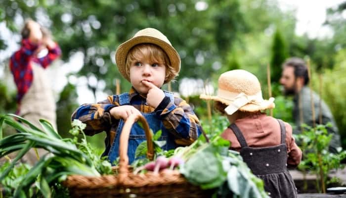 A small boy outside with his family harvesting produce.