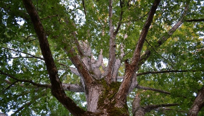 A close look at the branching of a white oak tree viewed from below.