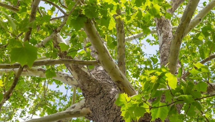 A close look at the branches and foliage of an American sycamore tree viewed from below.