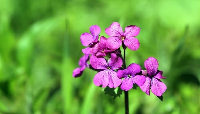 Purple flowers of the Lunaria plant.