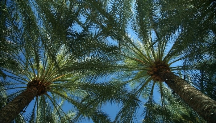 Looking up into the tops of Mexican blue palm trees.