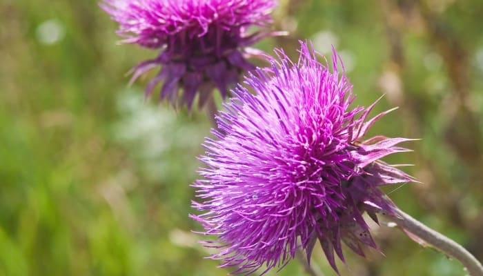 Blooms of blessed thistle.