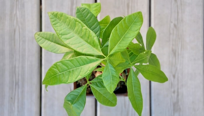 A small money tree plant viewed from above.