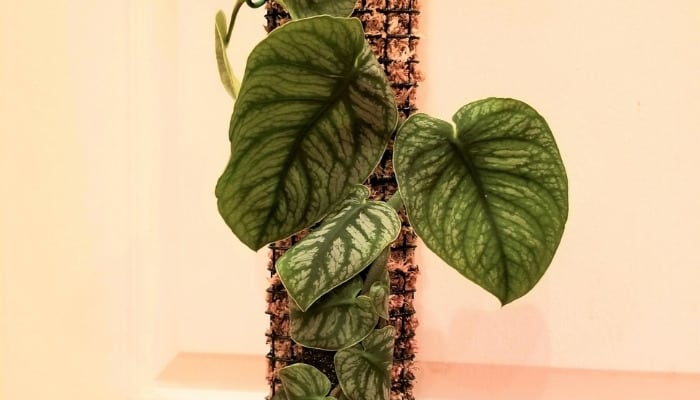 The leaves of Monstera dubia climbing a moss pole.