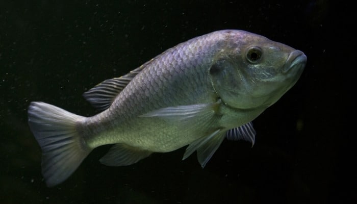 A Mozambique tilapia fish against a black background.