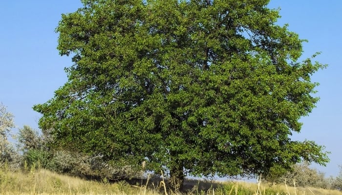 A large mulberry tree growing on a hillside in summer.