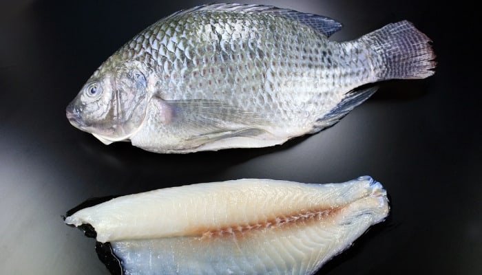 A Nile tilapia fish lying beside a tilapia fillet.