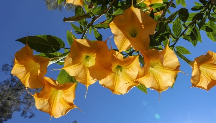 Pretty orange Datura flowers, or angel's trumpets, blooming.