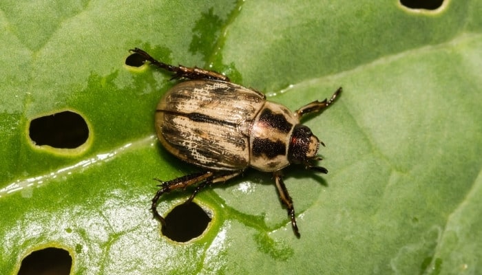 An Oriental beetle on a green leaf viewed from above.