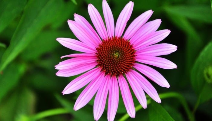 A single pink-purple flower of the pale purple coneflower plant.