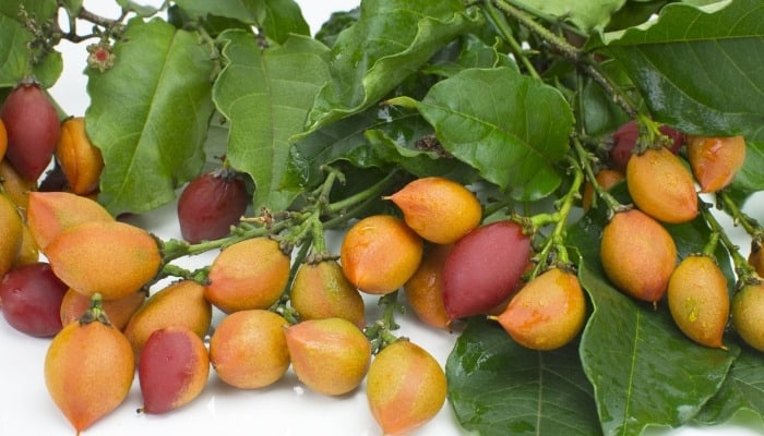 Multiple fruits of the peanut butter tree on a white background.