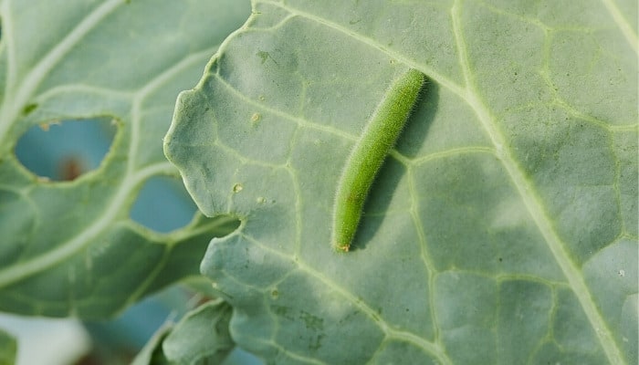 A single larva of Pieris rapae on a cabbage leaf.