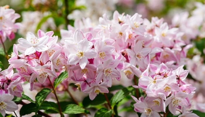 Lovely pink flowers of a Deutzia plant.