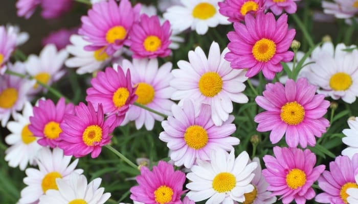 Cheerful pink and white oxeye daisies blooming.