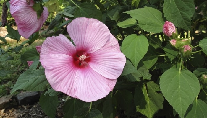 Flowers and foliage of a pink hardy hibiscus plant.