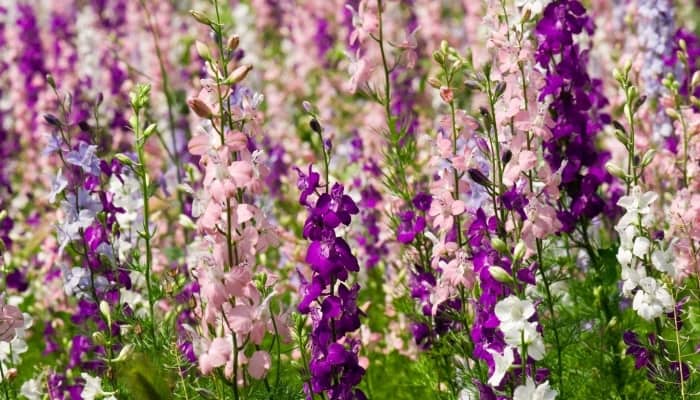 Colorful larkspur flowers in pink, purple, and white.