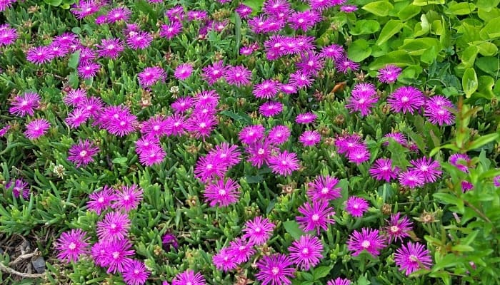 A patch of purple Delosperma flowers in full bloom.