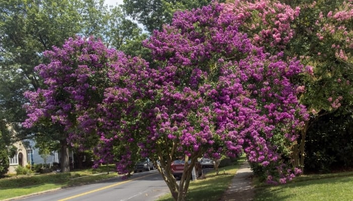 A purple crepe myrtle tree in full bloom.