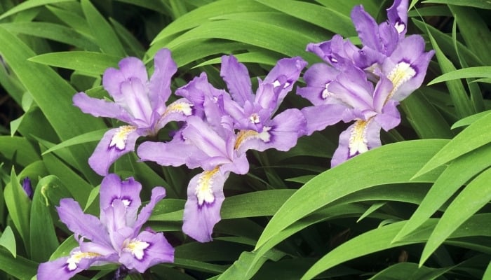 Pretty purple dwarf crested iris flowers.