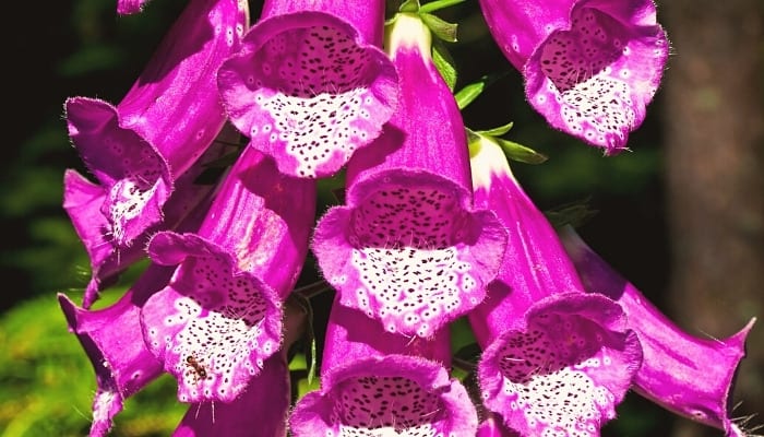 Tall spikes of purple foxglove flowers.