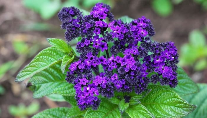 A pretty cluster of purple flowers on a heliotrope plant.