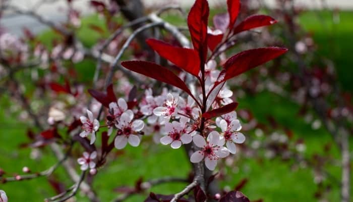 A blooming branch of a purple leaf sand cherry tree.