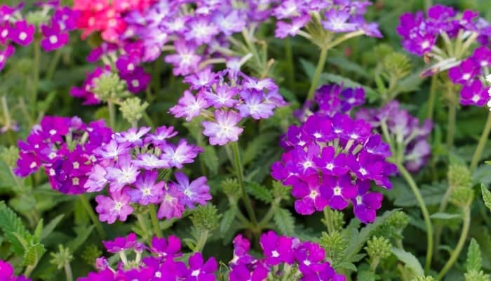 Assorted verbena flowers in purples and pinks.